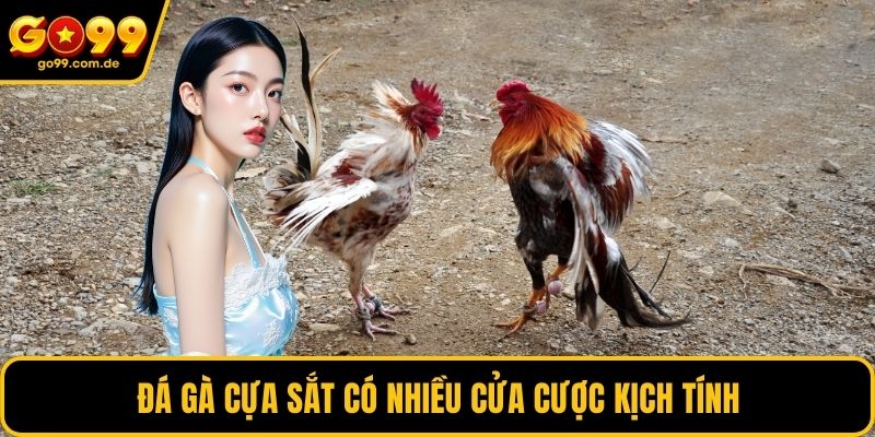 Đá gà cựa sắt có nhiều cửa cược kịch tính