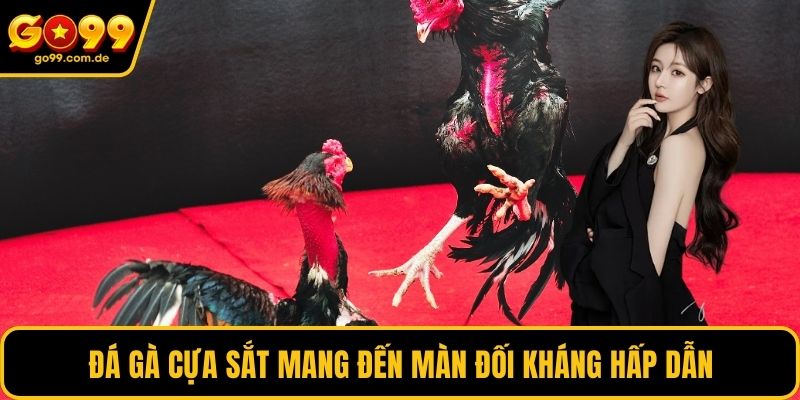 Đá gà cựa sắt mang đến màn đối kháng hấp dẫn
